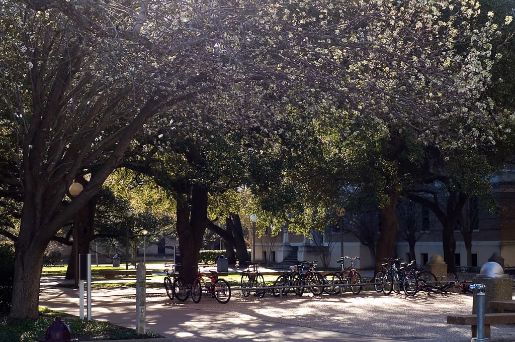 Texas A&M campus background 4